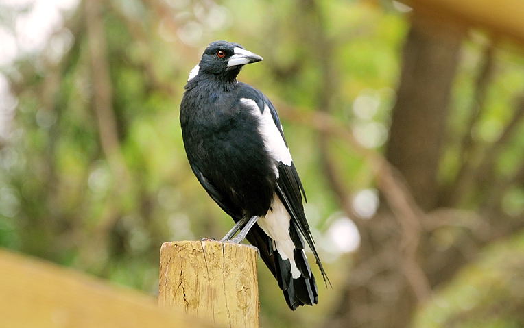 Magpie adult - the family leader.