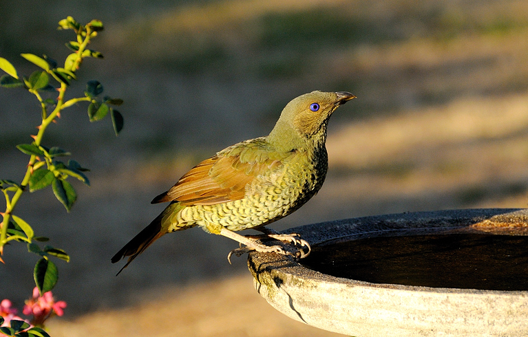Female Satin Bower Bird 