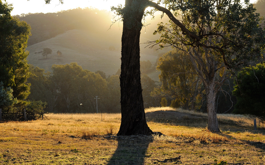 A peaceful evening out in the paddock.