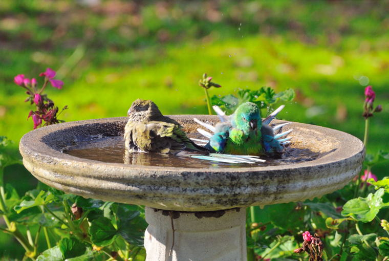 Male & female Grass Parrots 