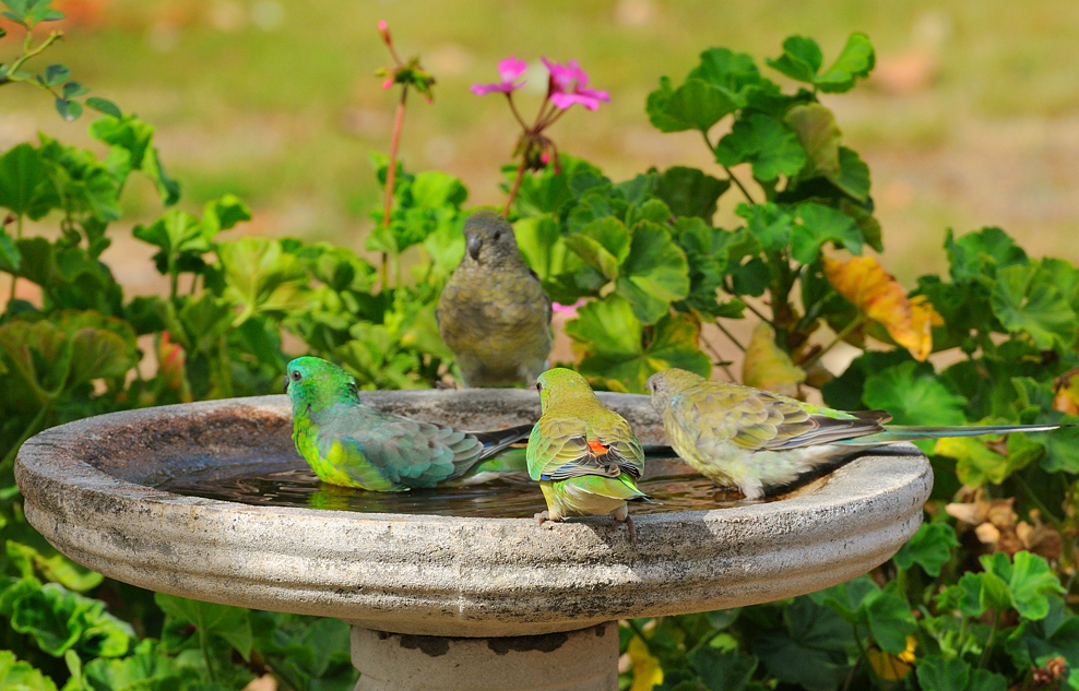 Two pairs of Grass Parrots 