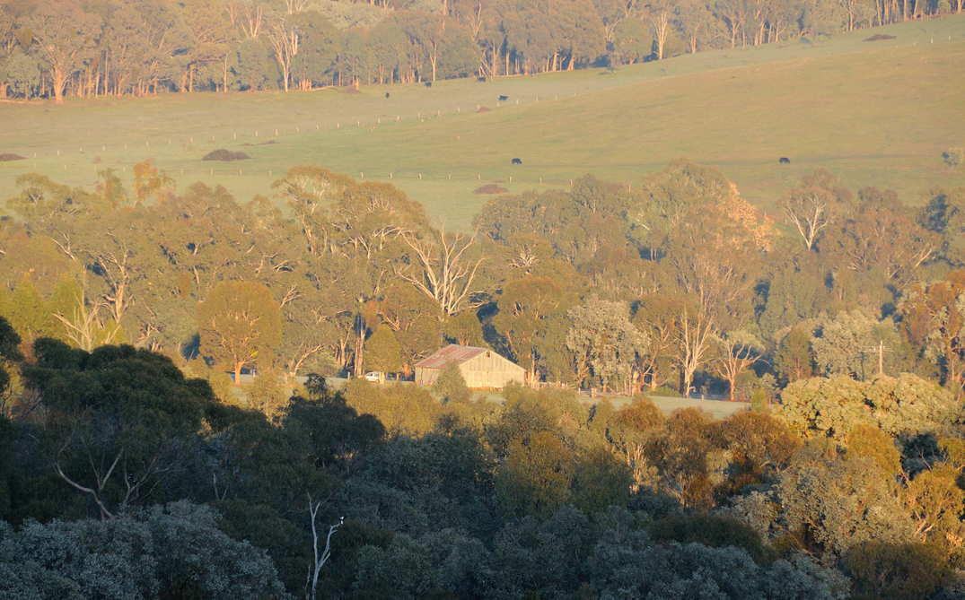 Early morning - neighbours wool shed - no longer in use.