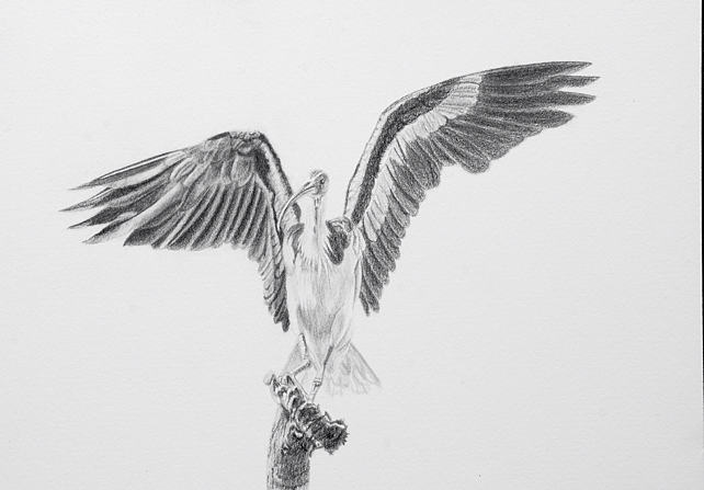 Straw-necked Ibis in graphite and Nero pencil on Arches Aquarelle paper.
