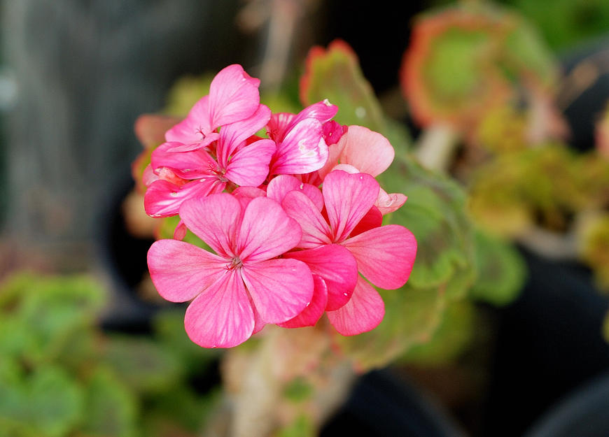 One of my Geraniums/Pelargonium