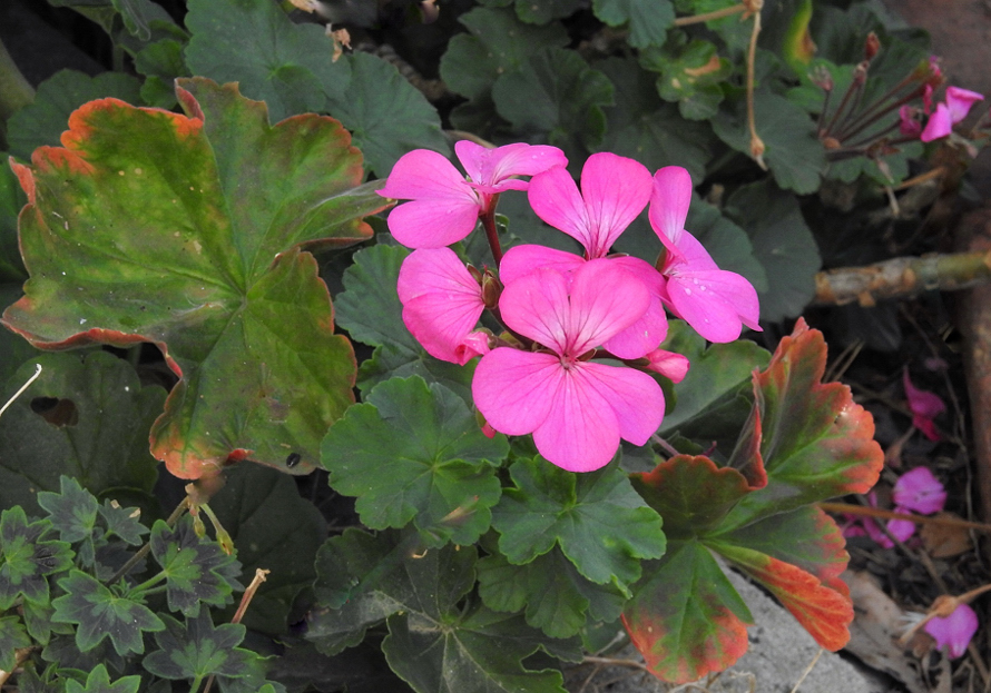 A different pink Geranium/Pelargonium