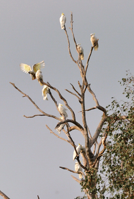 Cockatoos 