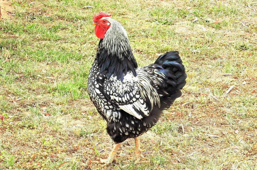 A friends Rooster 