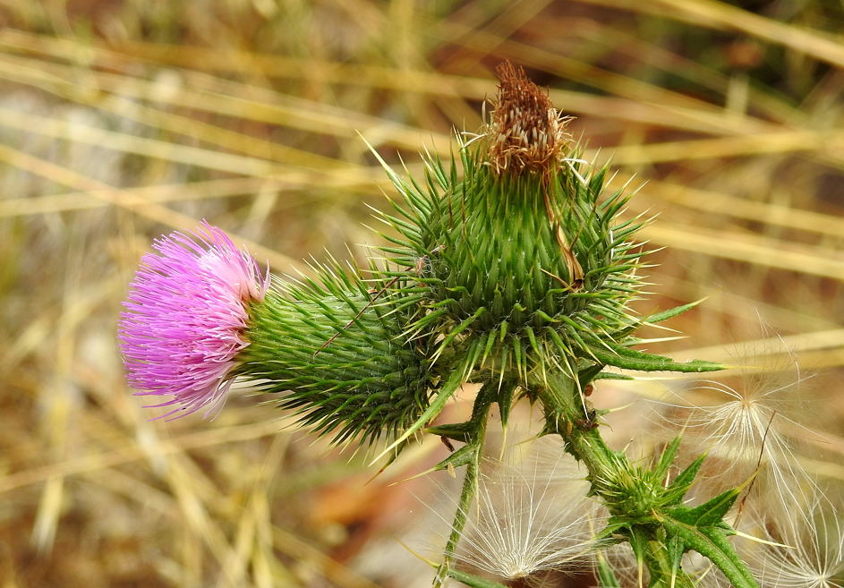 One of the many noxious weeds growing in our bushland.