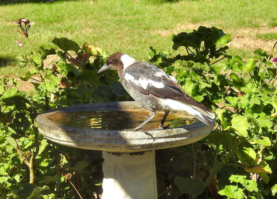 One of last years Magpie youngsters