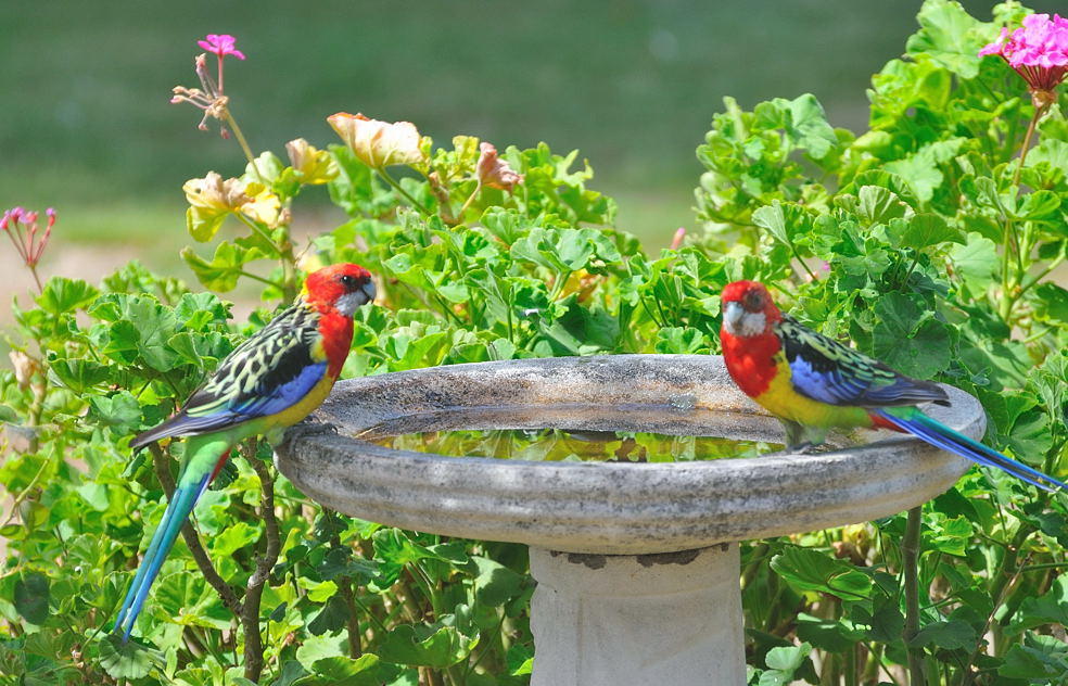 Male Eastern Rosellas 