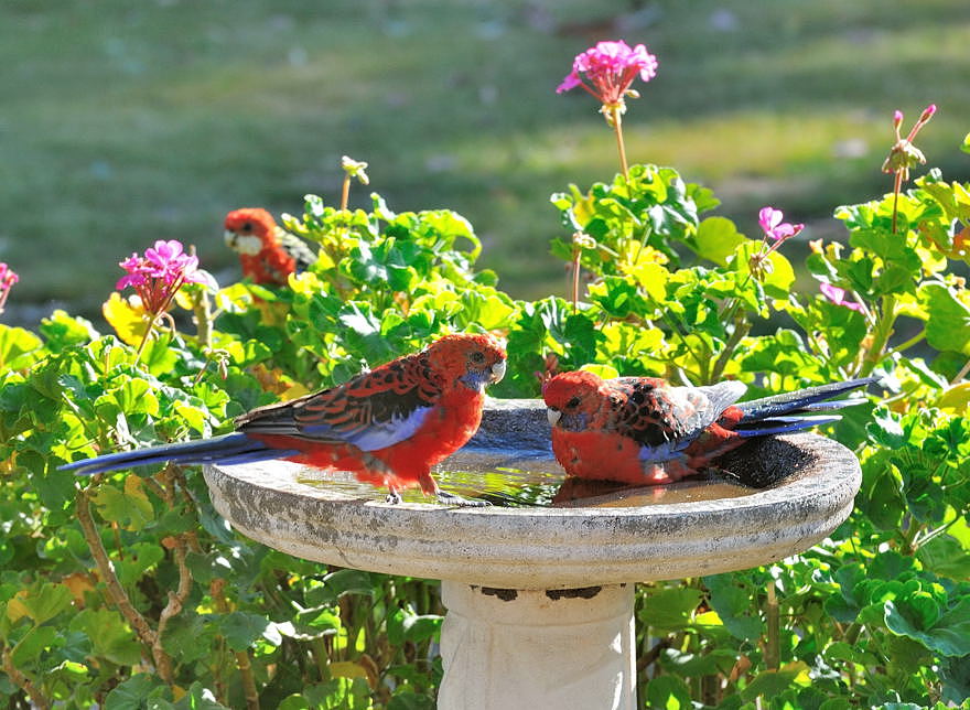 Crimson Rosellas with Eastern Rosella waiting in background for his turn.