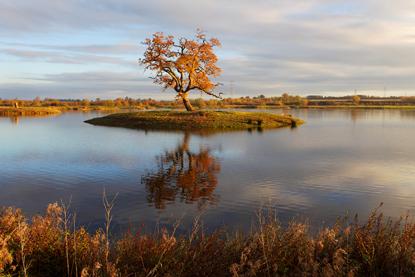 Autumn Gold. 