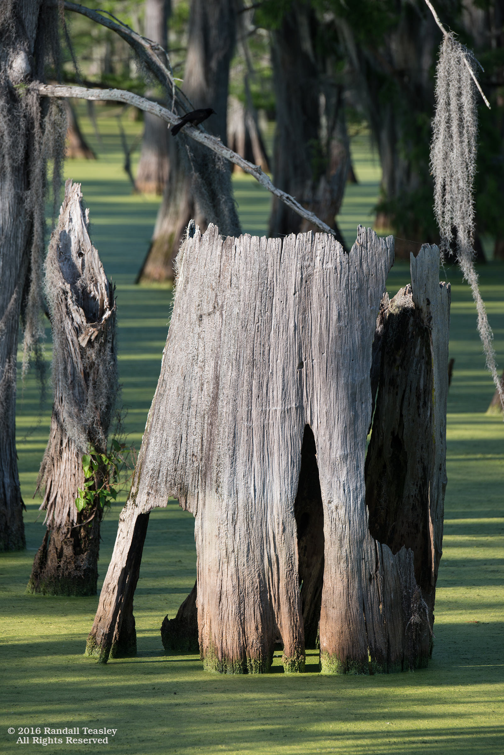 Yazoo-City-Swamp-01