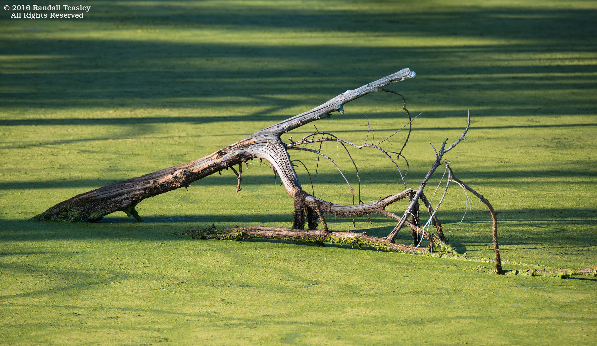 Yazoo City Swamp-03