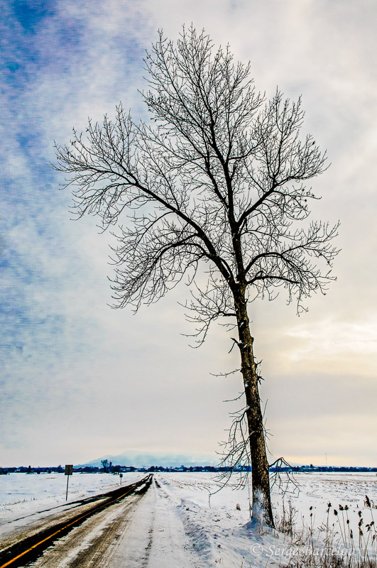 SB_Arbre1