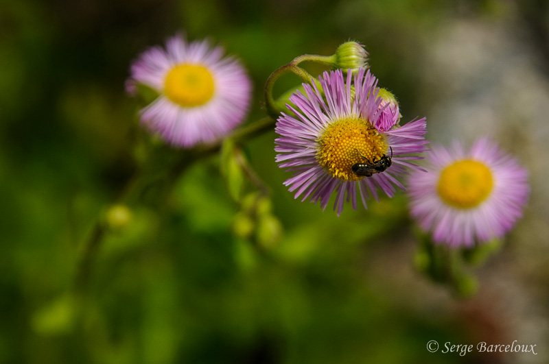 SB_S4B3610