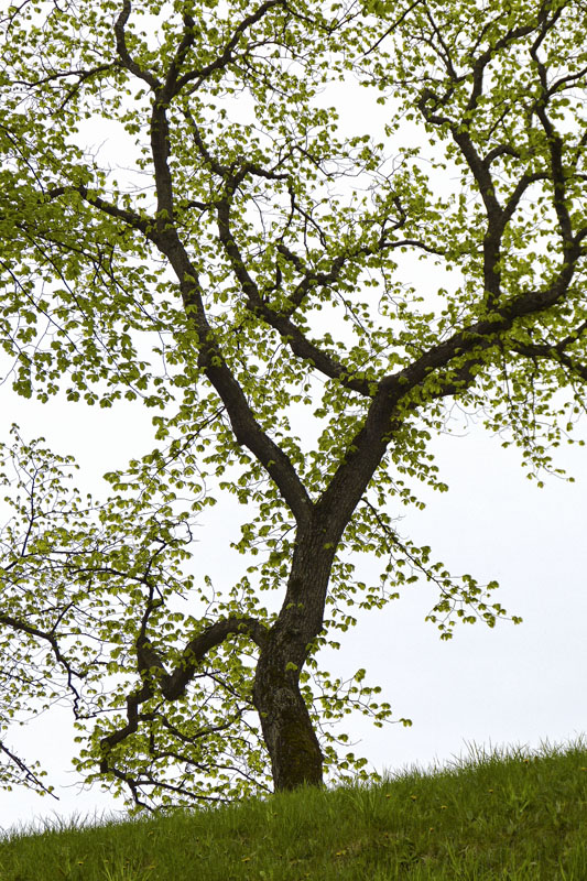 FG_nime printemps - Oslo, Norvge, 2012