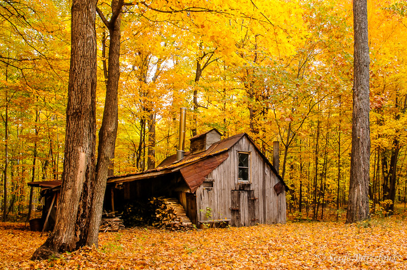 SB_Jaune automne