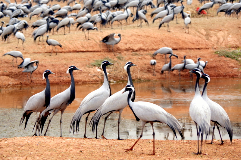 JG_IMGP5564-Grues demoiselles, Inde.JPG