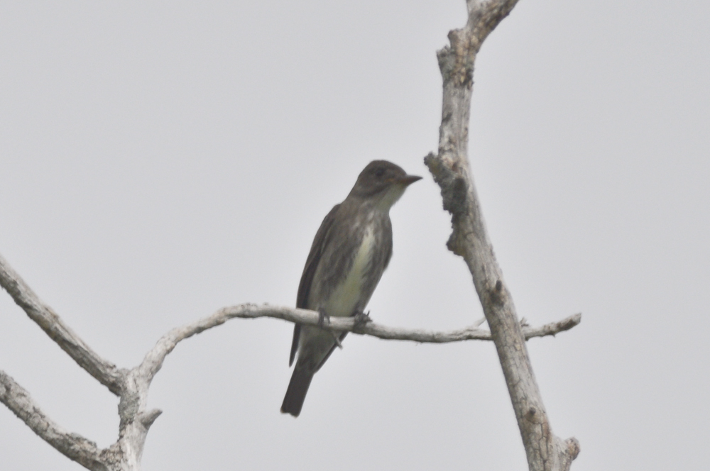 olive-sided flycatcher plum island