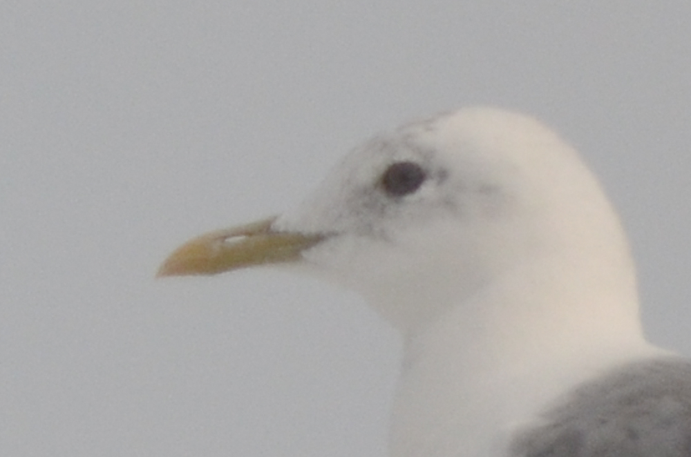 Mew Gull Thomaston Maine