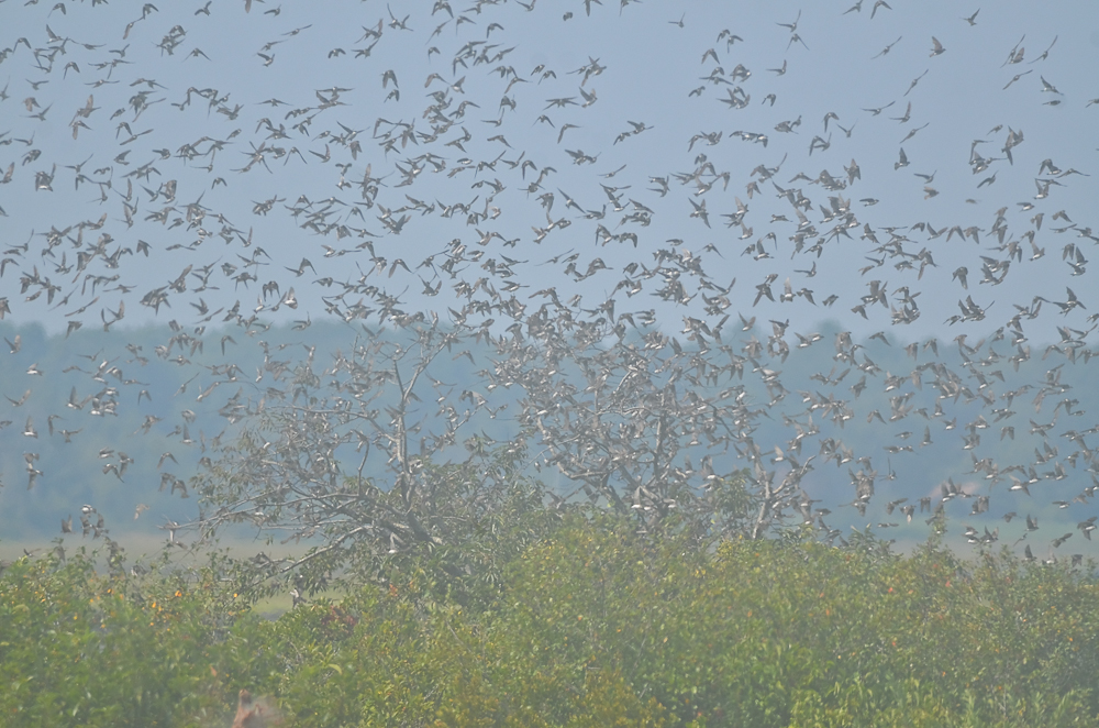 tree swallows take flight plum island