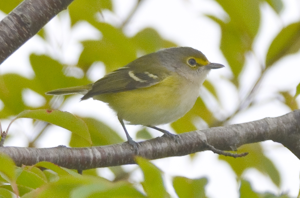 white-eyed vireo Salisbury