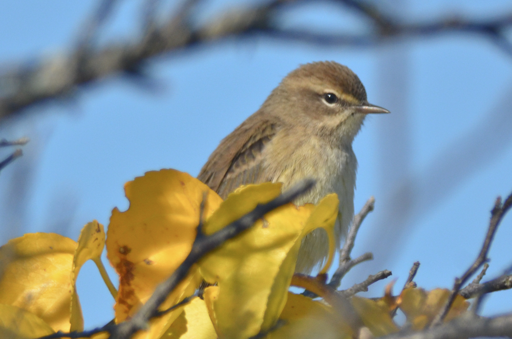 western palm warbler plum island