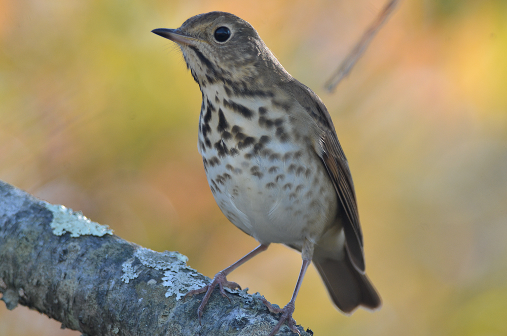 tried to make it not a hermit thrush with no luck plum island