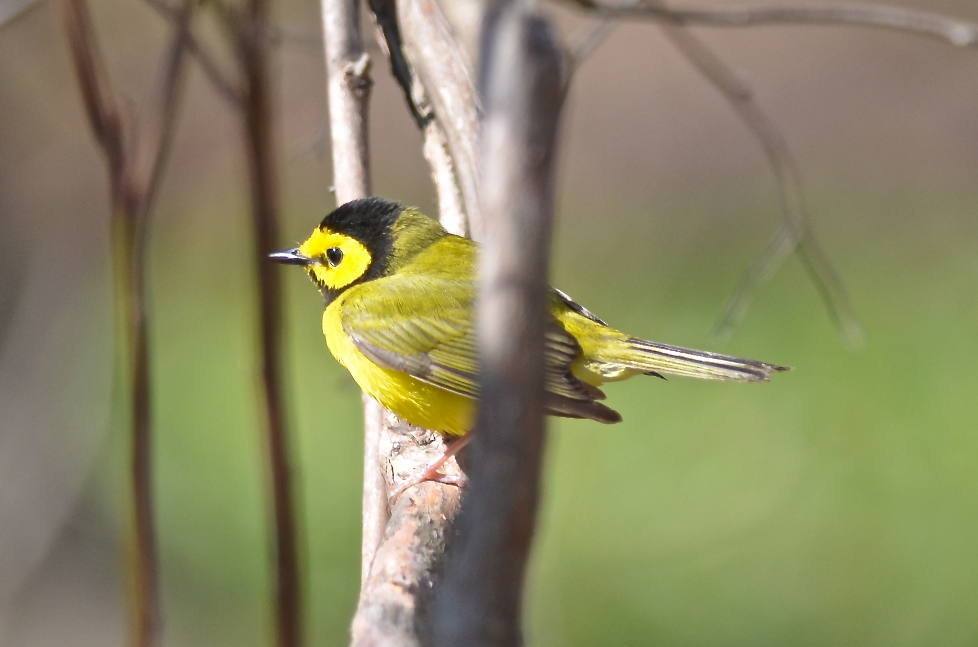 hooded warbler marblehead sanctuary
