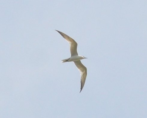 one of 2 gulled-billed terns plum island circling like raptors