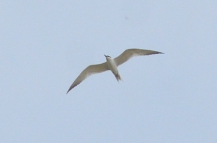 one of 2 gulled-billed terns plum island circling like raptors