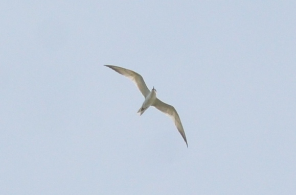 one of 2 gulled-billed terns plum island circling like raptors