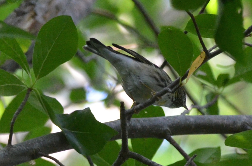 early blackpoll plum island