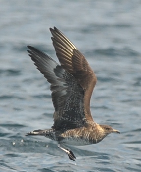 mini_pelagic_off_truro