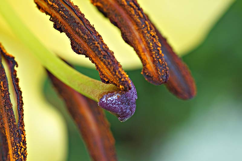 Lily pollen.jpg