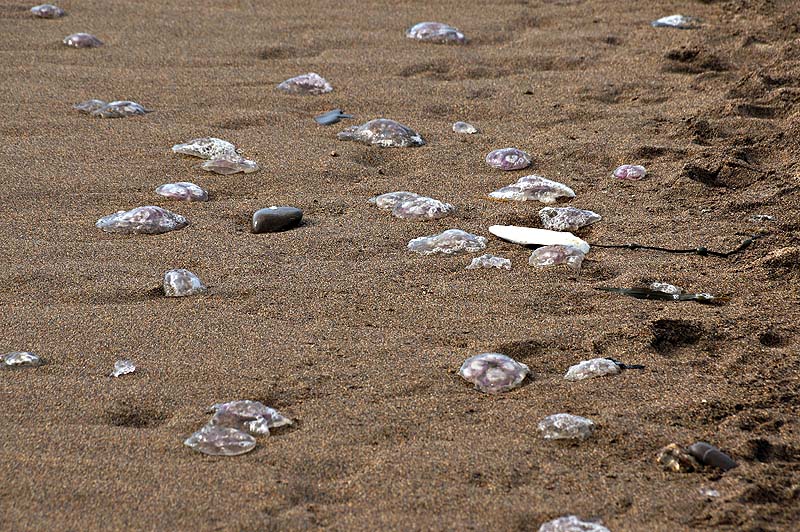 Jellyfish washed up.jpg