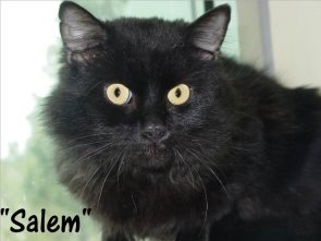 Salem*