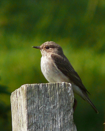 Spotted Flycatcher 