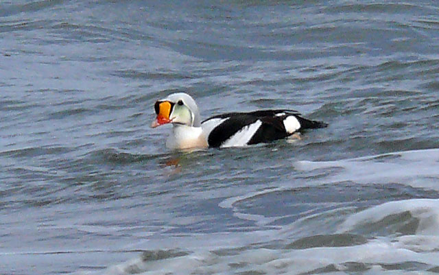 King Eider 