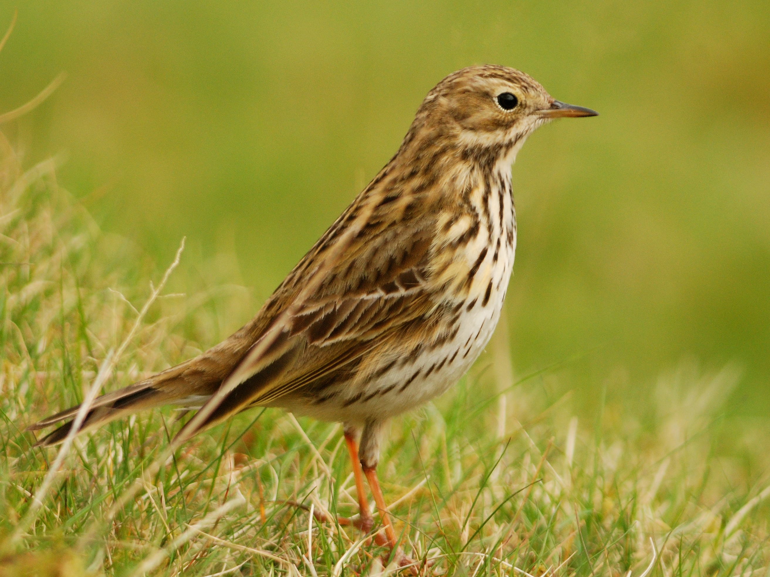 Meadow Pipit 