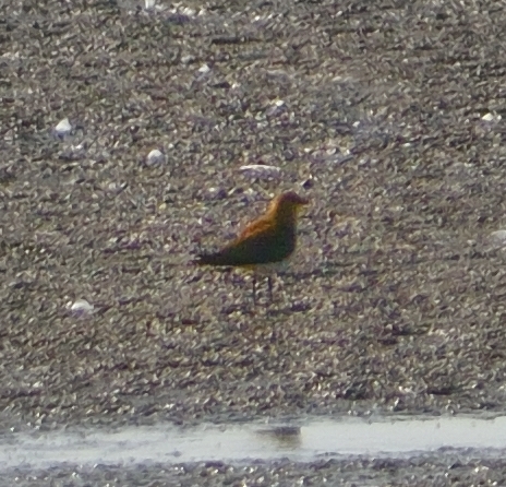 Black-winged Pratincole 
