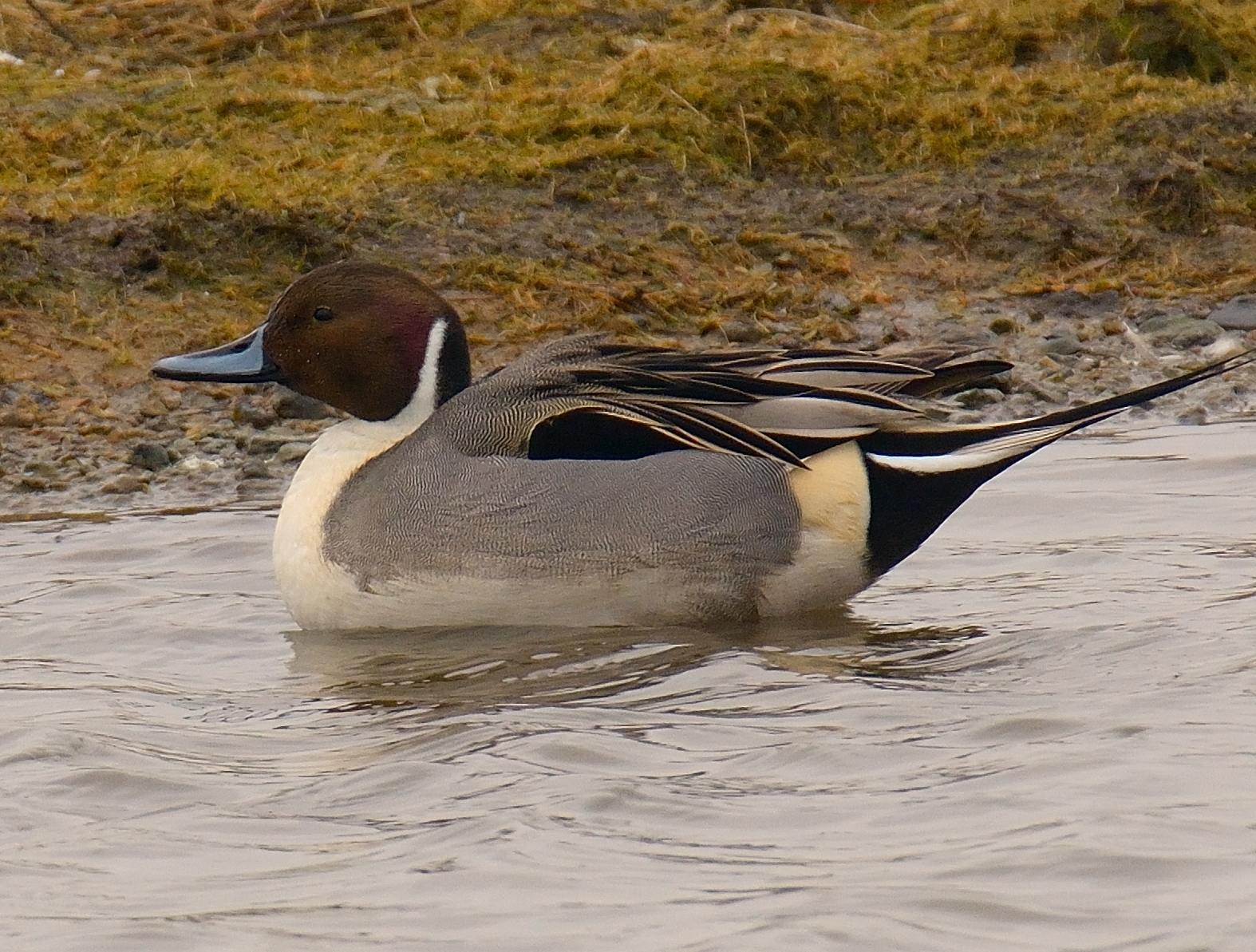 Pintail 