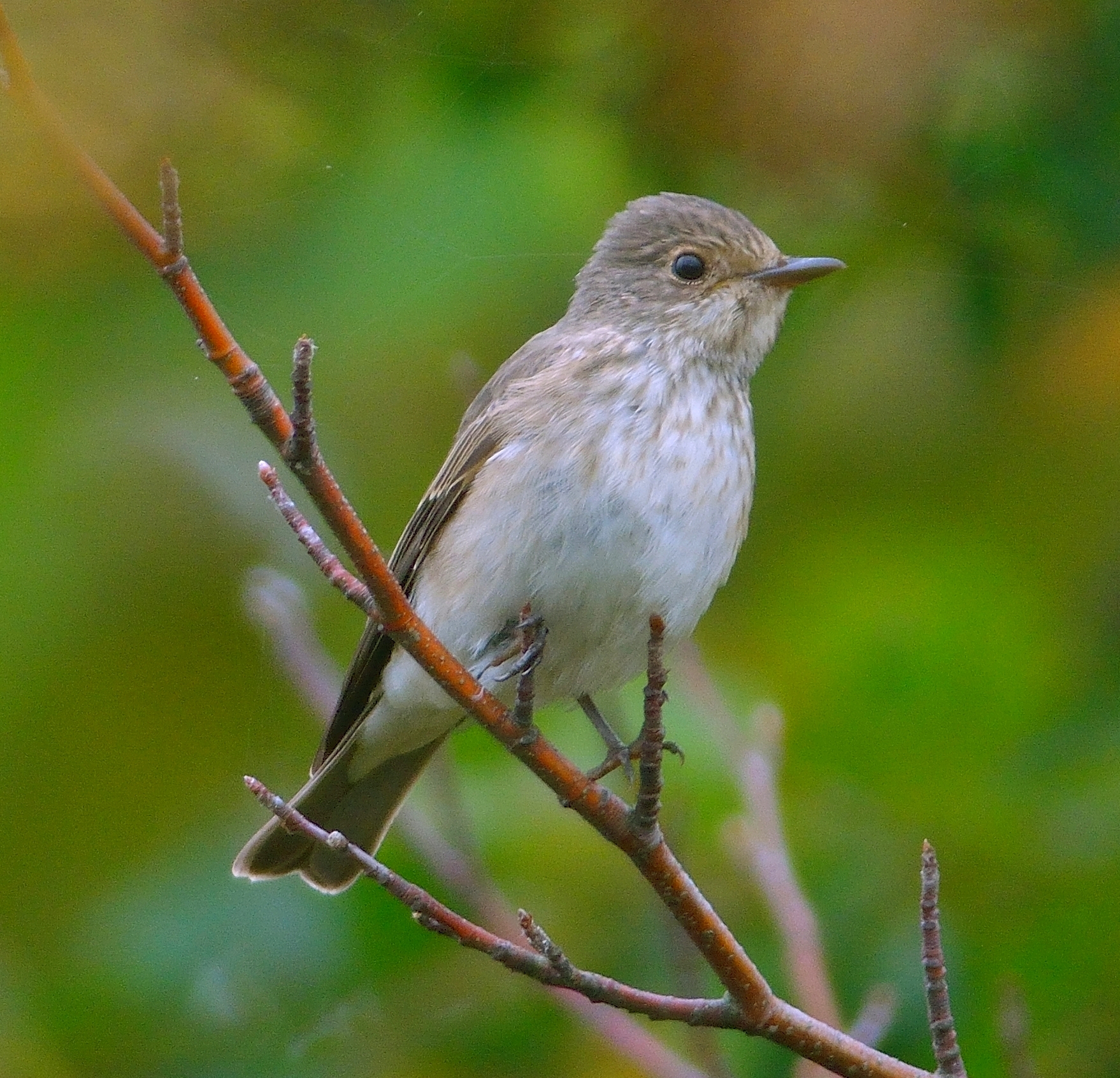 Spotted Flycatcher 