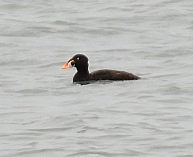 Surf Scoter 