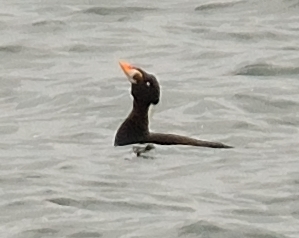 Surf Scoter 