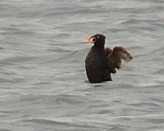 Surf Scoter 