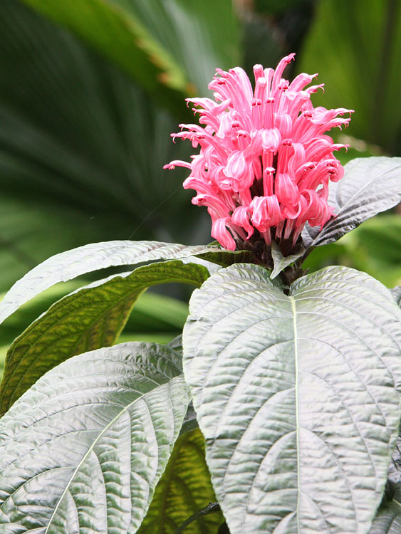 Justicia Carnea