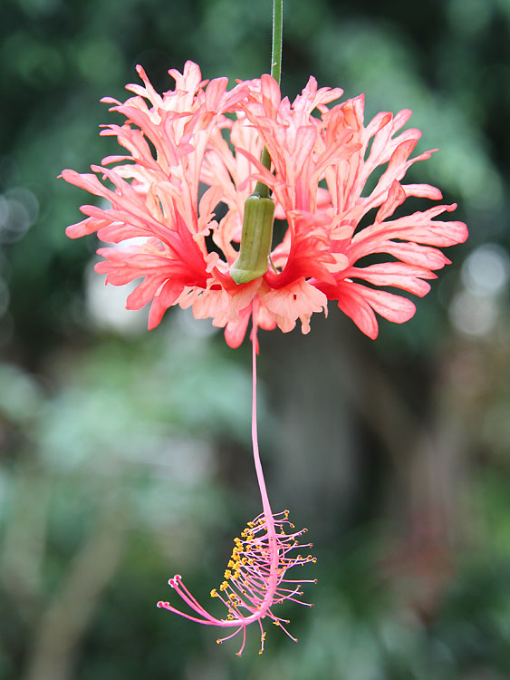 Hibiscus schizopetalus