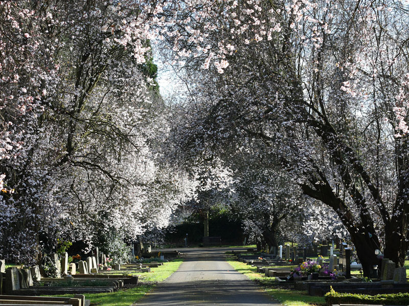 Avenue of Blackthorn Blossom